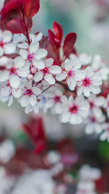 Spring wallpaper. Весенние обои на телефон | Пейзажи, Фоновые рисунки,  Фоновые изображения