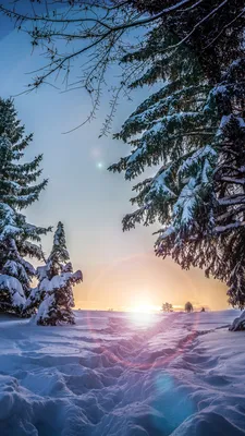 Обои зима, снег, дерево, природа, замораживание на телефон Android,  1080x1920 картинки и фото бесплатно