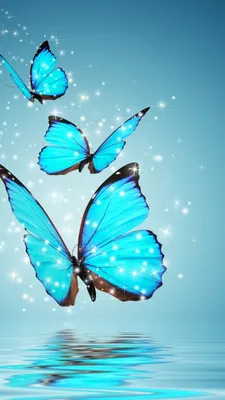 Обои бабочка, синий, насекомое, бирюза, мотыльки и бабочки на телефон  Android, 1080x1920 картинки и фото бесплатно