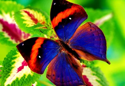 Картинка на телефон (смартфон) Неоновые бабочки установить на заставку  бесплатно.