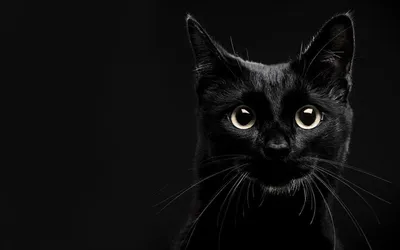 Черная кошка обои на телефон - 70 фото