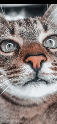 Обои на телефон 2022 кошачий глаз кот кошка нос кота | Кошки, Кошачьи,  Кошачий глаз