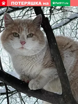 Кошка не разрешила мужу своей хозяйки взять ее телефон и вызвала восхищение  пользователей Сети