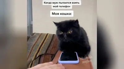 Пропала кошка в Ульяновске, ул. Минаева и К. Либкнехта, контактный телефон.  | Pet911.ru