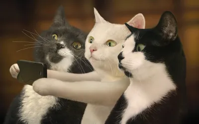 Не смей трогать!»: кошка защитила телефон хозяйки от любопытного мужа