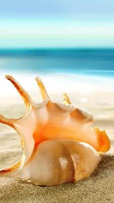 Фотографии пляжа Море Природа песке Ракушки 1080x1920