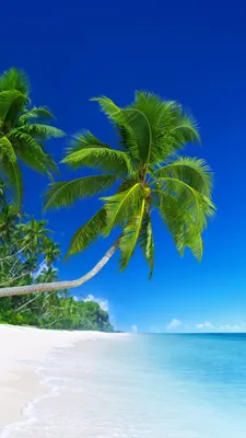 Обои пляж, тропическая зона, природа, Пальма, океан на телефон Android,  1080x1920 картинки и фото бесплатно