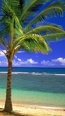 Обои небо, море пляж, раздел Природа, размер 1440x2960 - скачать бесплатно  картинку на рабочий стол и телефон