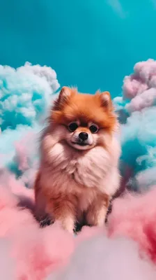 Собака в облаке на голубом фоне | Премиум Фото