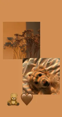 Обои на телефон Собачки, HD картинки собак | Zamanilka
