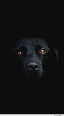 Spitz щенка телефона собаки Стоковое Изображение - изображение  насчитывающей технология, соединение: 9335577
