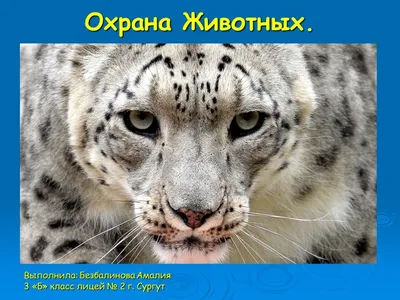 Пикет в защиту прав животных пройдет 25 марта на Театральной площади в  Нижнем Новгороде | Медиапроект «Столица Нижний»