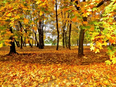 Фото на тему осень - Осень - Фото галерея - Галерейка