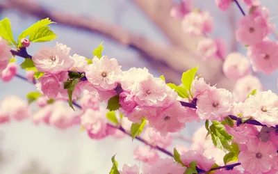 Красивые картинки для садика на тему \"Весна\"