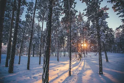 Зимний лес – зимняя сказка!» — создано в Шедевруме