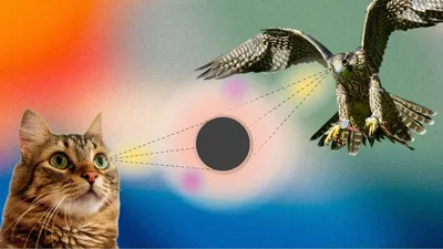 Плакат по уходу за животными Иллюстрация вектора - иллюстрации  насчитывающей внимательность, отечественно: 200050268