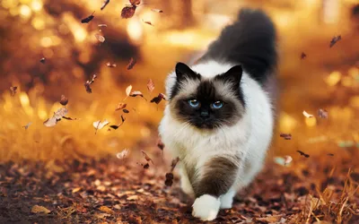 Красивые кошки на заставку - 71 фото