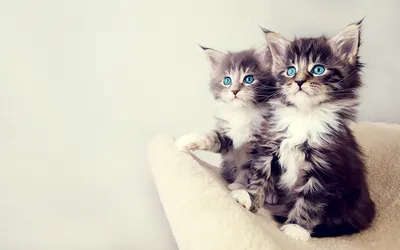 Скачать обои \"Кошки (Коты Котики)\" на телефон в высоком качестве,  вертикальные картинки \"Кошки (Коты Котики)\" бесплатно