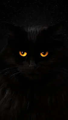 Фон, заставка, обои, wall , кот, чёрный кот, cat | Милые котики, Черные  котята, Кошачьи картины