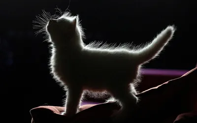 Заставка на телефон | Питомник ориентальных кошек Avatar