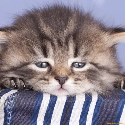 Сбер - Сегодня — Всемирный день кошек! Отличный повод поставить фото котика  на заставку мобильного приложения Сбербанк Онлайн для iOS! Если не знаете,  как это сделать, загляните в раздел «Настройки». Готово? Делитесь