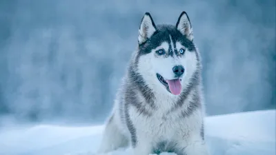 Обои хаски, собака, снег, морда картинки на рабочий стол, фото скачать  бесплатно
