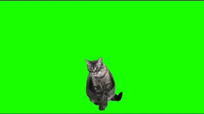 Футаж кота на зелёном фоне - хромакей - YouTube