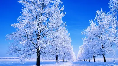 Зима - 58 фото