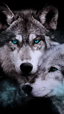 Обои на телефон волк 1080×1920, скачать картинки волки | Zamanilka |  Фотографии животных, Лев фотографии, Волчак