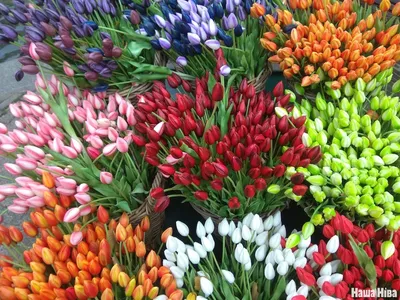 Суматоха накануне 8 марта, срочные поиски цветов и подарков… | Пикабу