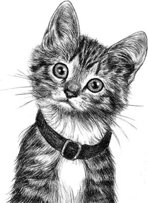 Картинки нарисованные карандашом кошки