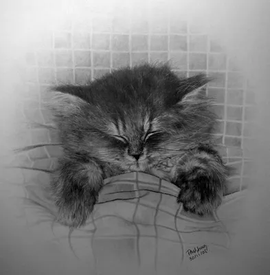 Кошки,нарисованные карандашом художника Paul Lung. Обсуждение на  LiveInternet - Российский Сервис Онлайн-Дневников