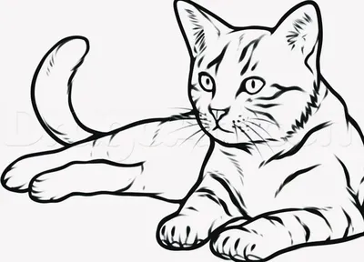 Как нарисовать кошку поэтапно карандашом | Кошачьи картины, Рисование,  Предварительный набросок