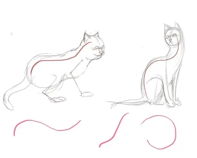 Как нарисовать кошку (кота, котенка) ? | Подробная пошаговая инструкция,  как нарисовать котика для начинающих (карандашом, красками, ручкой) по  этапам