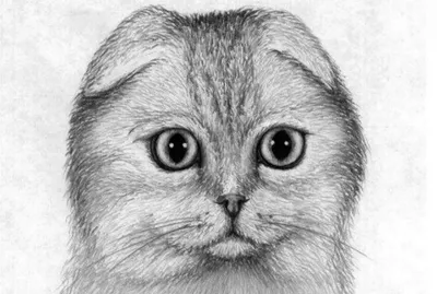 Кошки нарисованные (73 лучших фото)