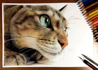 Фото нарисованной кошки (185 фото) - фото - картинки и рисунки: скачать  бесплатно