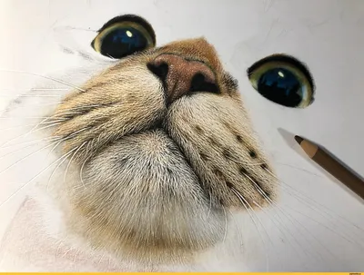 Японский художник создает гиперреалистичные портреты кошек