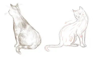 Котенок простой рисунок (24 фото) » Рисунки для срисовки и не только