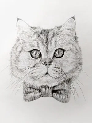 Рисунки для срисовки кошки милые - 87 фото