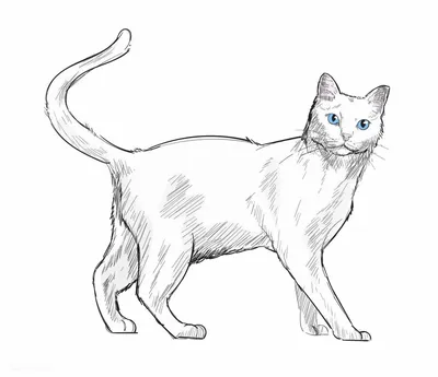 Эскиз кота, нарисованная кошка, мультипликационная кошка, котенок png |  Klipartz