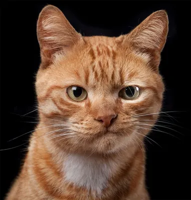 Фигурка кота вискера, нарисованная кошка, животные, кошка, как  млекопитающее png | PNGWing