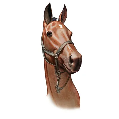 Лошадь Papercutting Галоп, красочная лошадь, нарисованная вручную, лошадь,  акварель Живопись, цвет Splash png | PNGWing