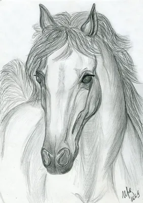Лошадь нарисованная рукой иллюстрация вектора. иллюстрации насчитывающей  иллюстрация - 35950899