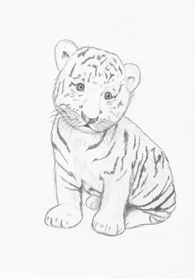 Рисунки тигров 3 » maket.LaserBiz.ru - Макеты для лазерной резки