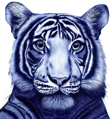 Футболка белая Тигр нарисованный карандашом – купить в Москве