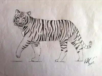 Подведены итоги 17-го ежегодного конкурса рисунков, посвященного тиграм и  леопардам | Фонд «Феникс»