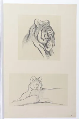 Тигр нарисованный карандашом» — создано в Шедевруме