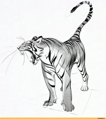 Нарисованные животные тигр - 64 фото