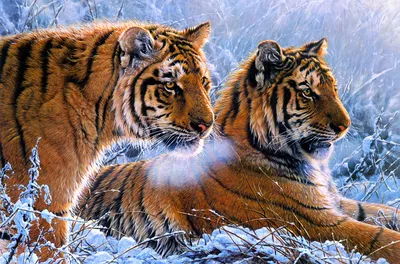 Плакат животных нарисованных рукой рыся и тигра акварели Иллюстрация штока  - иллюстрации насчитывающей график, наконечников: 90896151