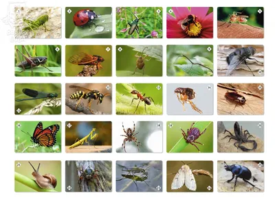 Макросъёмка: фотографируем насекомых | Статьи | Фото, видео, оптика |  Фотосклад Эксперт
